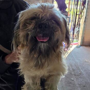 Oreo -  Mixed Breed Dog for Adoption in Leander, Texas - Oreo | PetCurious