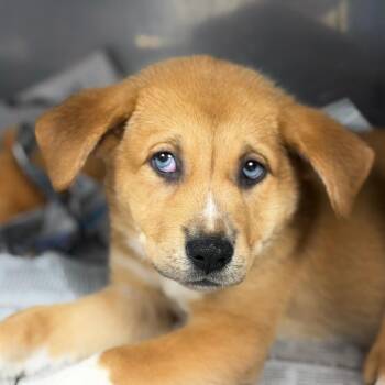 Crystal -  Husky and Shepherd Dog for Adoption in Parrish, Alabama - Crystal | PetCurious