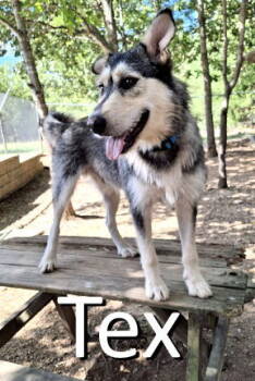 Rescue Husky and Airedale Terrier Dogs for Adoption in Mountain View, Arkansas - Tex | PetCurious