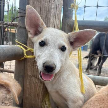 Oliver -  Shepherd Dog for Adoption in Santa Monica, California - Oliver | PetCurious