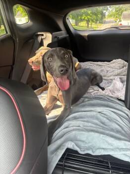 Gewürztraminer -  Weimaraner Dog for Adoption in Newport, Kentucky - Gewürztraminer | PetCurious