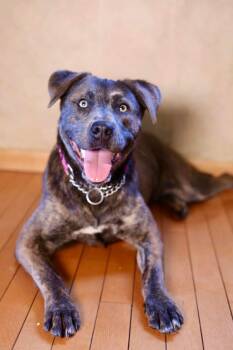 Belize -  American Staffordshire Terrier and Pit Bull Terrier Dog Available for Adoption in Duluth, Minnesota - Belize | PetCurious