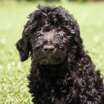 Golden Retriever and Standard Poodle Dogs Available for Adoption in San Diego, California - Grey