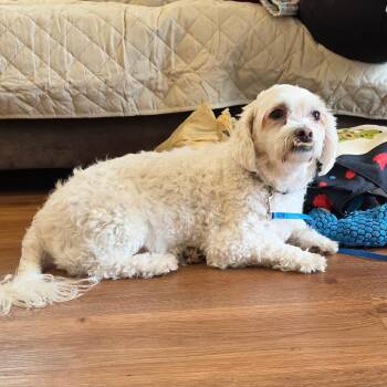 Ace -  Bichon Frise and Miniature Poodle Dog for Adoption - Ace | PetCurious