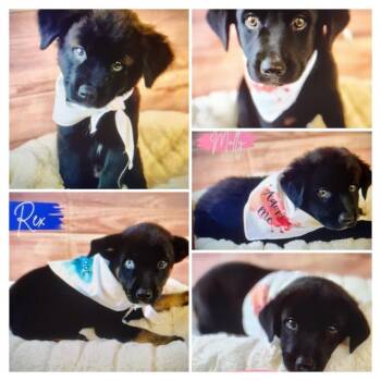 Rescue Labrador Retriever and German Shepherd Dog Dogs for Adoption in Boerne, Texas - 5 Puppies | PetCurious