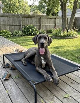 Great Dane Dogs Available for Adoption in Claremont, California - Flash | PetCurious