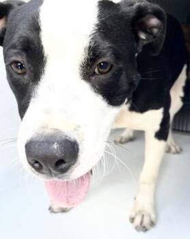 A658241 -  Pit Bull Terrier Dog for Adoption in Houston, Texas - A658241 | PetCurious
