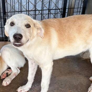 Rogue -  Great Pyrenees Dog for Adoption in Lake Jackson, Texas - Rogue | PetCurious