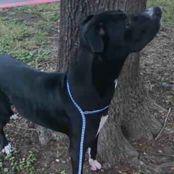 Bubba Jay -  Black Labrador Retriever and Pit Bull Terrier Dog for Adoption in Austin, Texas - Bubba Jay | PetCurious
