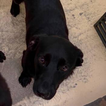 Sterling - Chino Hills Location -  Dachshund and Labrador Retriever Dog for Adoption in Chino Hills, California - Sterling - Chino Hills Location | PetCurious