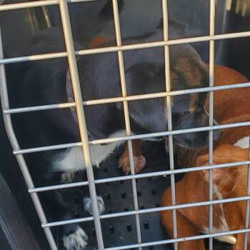 Builder -  Mixed Breed Dog for Adoption in Lake Jackson, Texas - Builder | PetCurious