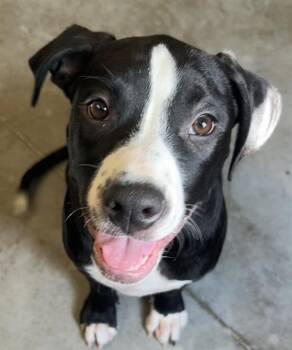 LUNCH BOX* -  Staffordshire Bull Terrier and Mixed Breed Dog for Adoption in Santa Cruz, California - LUNCH BOX* | PetCurious