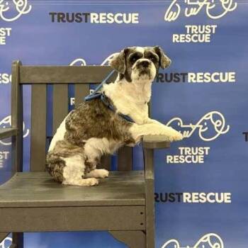 Shih Tzu Dogs Available for Adoption in Waterford, New Jersey - CUSTARD | PetCurious