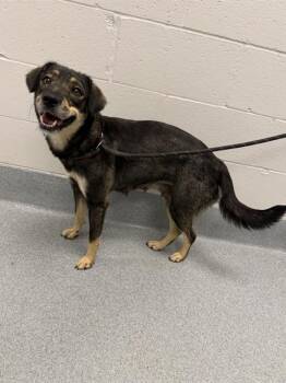 JUNE -  Bluetick Coonhound and Siberian Husky Dog Available for Adoption in Indianapolis, Indiana - JUNE | PetCurious