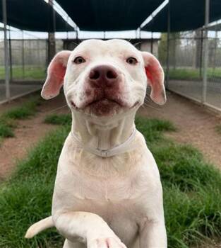 LUISA -  Staffordshire Bull Terrier and Mixed Breed Dog for Adoption in Houston, Texas - LUISA | PetCurious