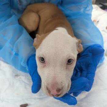 Mixed Breed Dogs Available for Adoption in Indianapolis, Indiana - Ralph | PetCurious