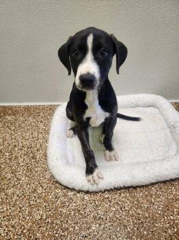Pit Bull Terrier and Mixed Breed Dogs Available for Adoption in Jackson, Tennessee - French Toast | PetCurious