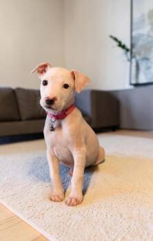 Kawai -  Mixed Breed Dog for Adoption in Mesa, Arizona - Kawai | PetCurious