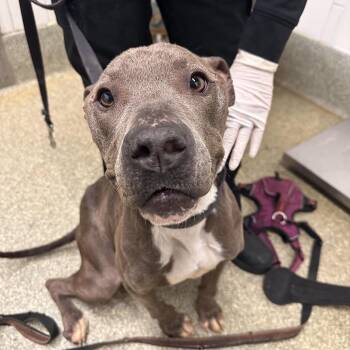 IVHS-Stray-139547 -  Pit Bull Terrier Dog for Adoption in San Gabriel, California - IVHS-Stray-139547 | PetCurious