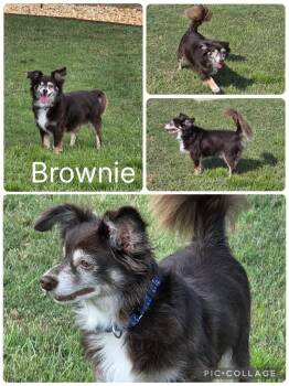 Brownie -  Chihuahua Dog for Adoption in Enterprise, Alabama - Brownie | PetCurious