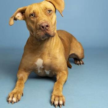 Jyra -  Vizsla and Mixed Breed Dog for Adoption in Flagstaff, Arizona - Jyra | PetCurious