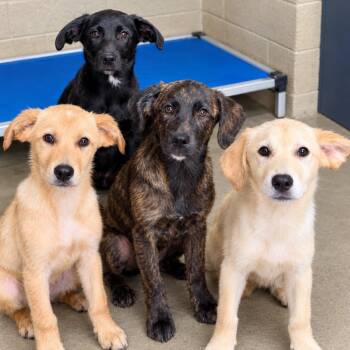 Rockstar Pup: Whitney -  Labrador Retriever and Mixed Breed Dog for Adoption in Falls Church, Virginia - Rockstar Pup: Whitney | PetCurious