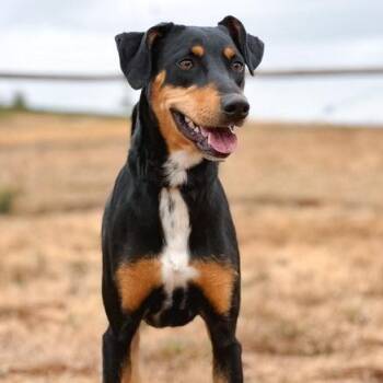 Elenore -  Doberman Pinscher and Mixed Breed Dog for Adoption in Portland, Oregon - Elenore | PetCurious