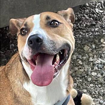 Rescue Boxer and Collie Dogs for Adoption in Fincastle, Virginia - Chevy | PetCurious