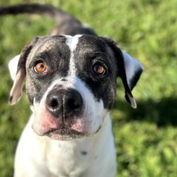 Pit Bull Terrier Dogs Available for Adoption in Winchester, California - Sweet Tea | PetCurious