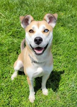Siberian Husky Dogs Available for Adoption in Lisbon, Ohio - Marley | PetCurious