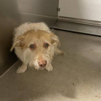TOBY -  Schnauzer and Mixed Breed Dog for Adoption in Modesto, California - TOBY | PetCurious