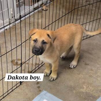 Dakota -  Yellow Labrador Retriever and Shepherd Dog for Adoption in Belfair, Washington - Dakota | PetCurious