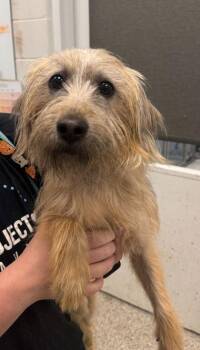 Tiko -  Mixed Breed Dog for Adoption in Kansas City, Missouri - Tiko | PetCurious