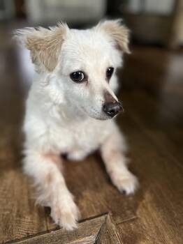 Rosebud OR14604-Thw -  Chihuahua and Pomeranian Dog for Adoption in Missouri City, Texas - Rosebud OR14604-Thw | PetCurious