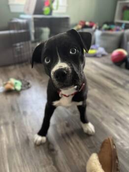 Pit Bull Terrier Dogs Available for Adoption - Marsha | PetCurious