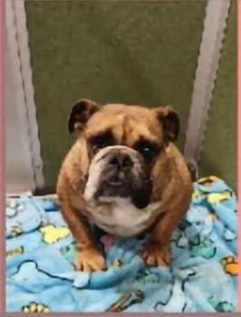 Magena -  English Bulldog Dog for Adoption in Hillside, Illinois - Magena | PetCurious