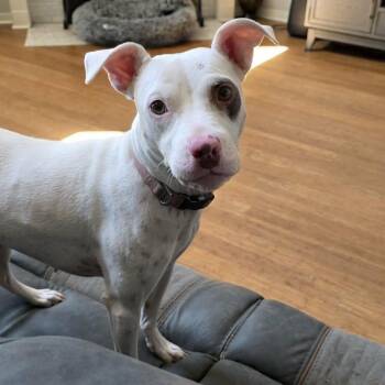 American Staffordshire Terrier Dogs Available for Adoption - Hope | PetCurious