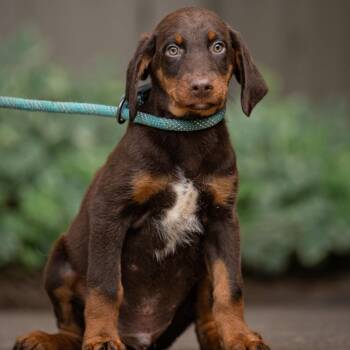 Jagger -  Doberman Pinscher Dog for Adoption in Chester Springs, Pennsylvania - Jagger | PetCurious
