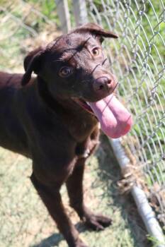 Bama -  Chesapeake Bay Retriever Dog for Adoption in Statesville, North Carolina - Bama | PetCurious