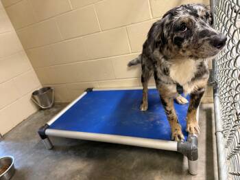 Notebook -  Australian Shepherd Dog for Adoption in Boonville, Missouri - Notebook | PetCurious