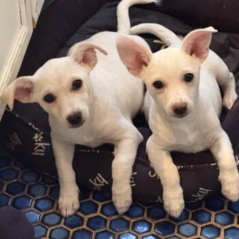 Rescue Chihuahua Dogs for Adoption in Los Angeles, California - Pete And Re-Pete | PetCurious