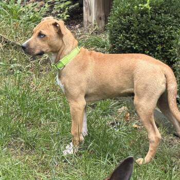 Wrangler -  Mixed Breed Dog for Adoption in Kansas City, Missouri - Wrangler | PetCurious