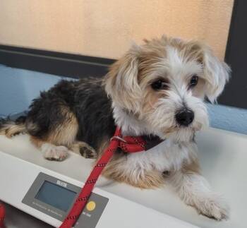 Terrier Dogs Available for Adoption in Lawrenceville, Georgia - Pen 215 Jackie | PetCurious