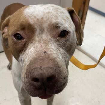 Pit Bull Terrier Dogs Available for Adoption - Holly | PetCurious