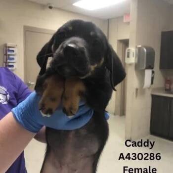 Caddy -  Dachshund and Mixed Breed Dog for Adoption in Tomah, Wisconsin - Caddy | PetCurious
