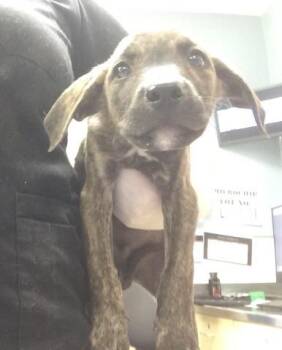 Doberman Pinscher and Mixed Breed Dogs Available for Adoption in Riverside, California - BUDDY | PetCurious