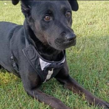 Labrador Retriever and Mixed Breed Dogs Available for Adoption in Houston, Texas - Mavis | PetCurious