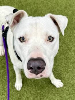 Melted Ice Cream -  Mixed Breed Dog for Adoption in Wichita, Kansas - Melted Ice Cream | PetCurious