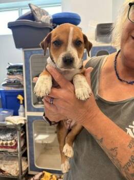 Rabbit -  Mixed Breed Dog for Adoption in Beatrice, Nebraska - Rabbit | PetCurious