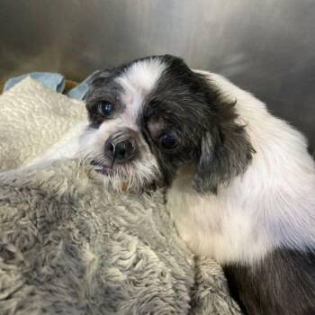 Dorothy -  Shih Tzu Dog for Adoption in Lake Havasu City, Arizona - Dorothy | PetCurious